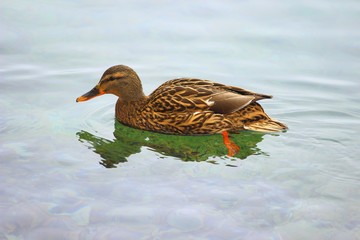 Wild duck female in water 