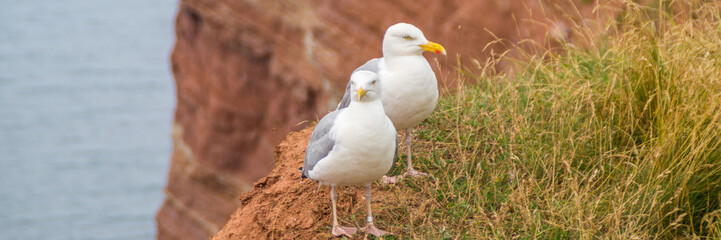 zwei Möwen Helgoland