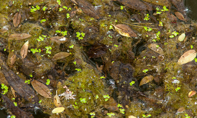 Grass after rain in summer at a garden