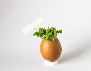 Beautiful spring sprouts growing in a brown Easter egg shell on light background with a sign © dachux21