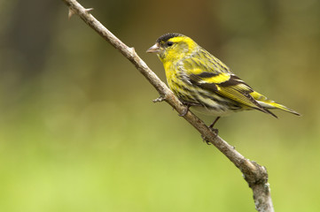 Obraz premium Male of Eurasian siskin. Carduelis spinus