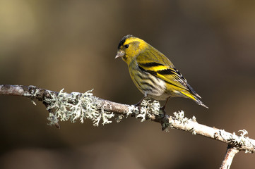 Male of Eurasian siskin. Carduelis spinus