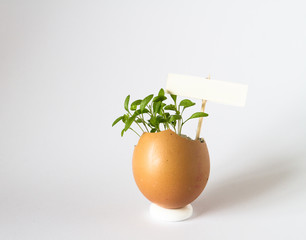 Beautiful spring sprouts growing in a brown Easter egg shell on light background with a sign