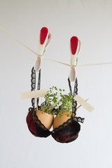 Beautiful spring sprouts growing in brown Easter egg shells in a small velvet bra on light background with a sign