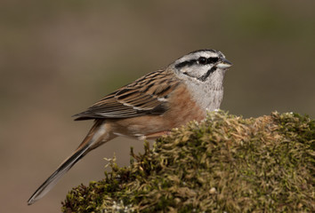 Rock bunting. Emberiza cia