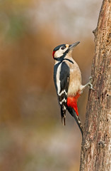 woodpecker 