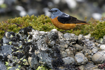Male of Rufous-tailed rock thrush. Monticola saxatilis