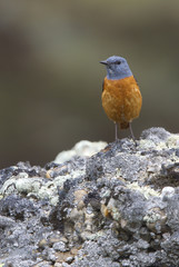 Male of Rufous-tailed rock thrush. Monticola saxatilis