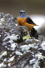 Male of Rufous-tailed rock thrush. Monticola saxatilis