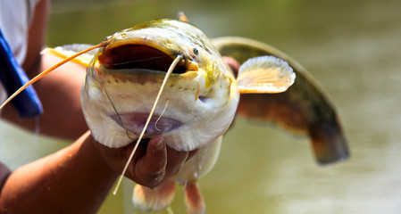 Catfish with his mouth open. Fishing in the Volga delta. Astrakhan region, Russia
