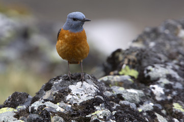 Male of Rufous-tailed rock thrush. Monticola saxatilis