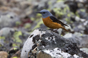 Male of Rufous-tailed rock thrush. Monticola saxatilis