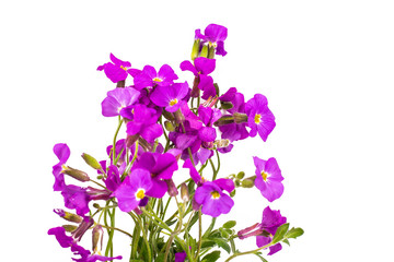 Fototapeta na wymiar Bunch of small purple garden flowers