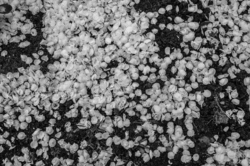 Withered petals on the ground