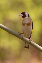European goldfinch. Carduelis carduelis