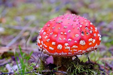 red fairy fungi