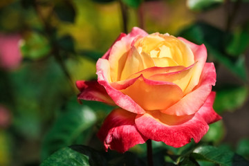 roses