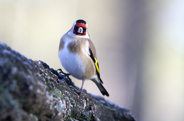 European goldfinch. Carduelis carduelis