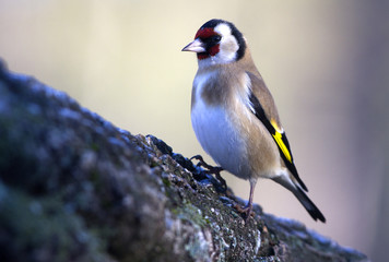 European goldfinch. Carduelis carduelis