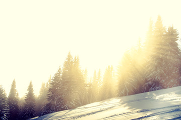 Snowy Mountains In Winter, European Background Snowy Forest, Winter Mountain Slope, Beautiful Winter Landscape, Concept Winter Landscape, Forest In Cold