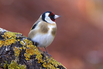 European goldfinch. Carduelis carduelis