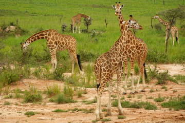 Naklejka na ściany i meble Many giraffes in Murchison Park, Uganda