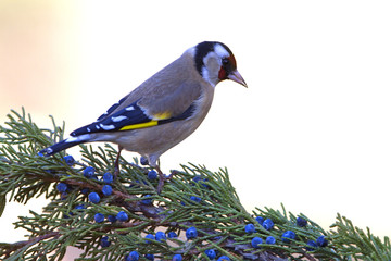 European goldfinch. Carduelis carduelis