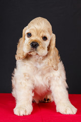 american cocker spaniel puppy