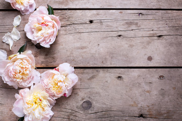 Fresh  pink peonies flowers on aged wooden background.