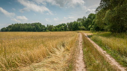 rural road on the edge of the agricultural field. summer