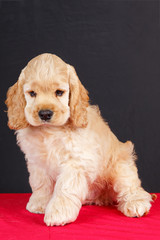 american cocker spaniel puppy