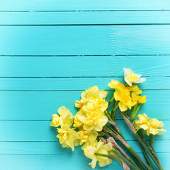 Bright yellow narcissus or daffodil flowers on aquamarine  woode
