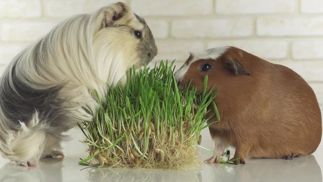 Guinea pigs breed Golden American Crested and Coronet cavy eat germinated oats stock footage video
