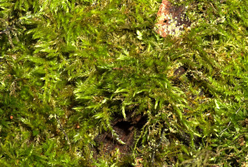 Grass after rain in summer at a garden