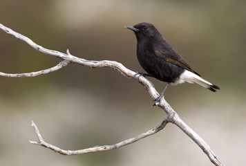 Naklejka premium Male of Black wheatear. Oenanthe leucura