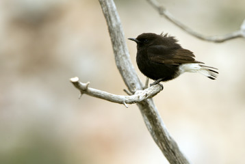 Male of Black wheatear. Oenanthe leucura
