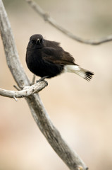 Male of Black wheatear. Oenanthe leucura