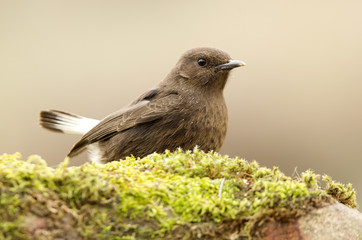 Female of Black wheatear. Oenanthe leucura
