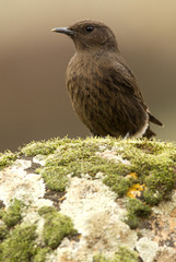 Female of Black wheatear. Oenanthe leucura