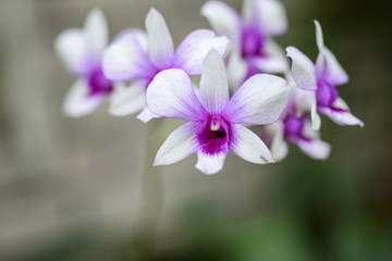 Naklejka na ściany i meble Beautiful white purple orchid flowers