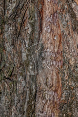 Tree bark
