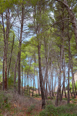 Wald an der Küste auf Mallorca, Spanien