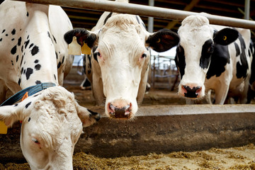 herd of cows eating hay in cowshed on dairy farm