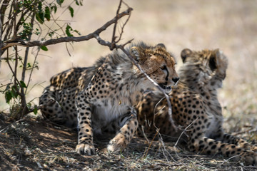 cheetah © Herbert