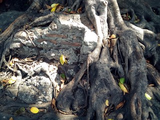 Ancient Ruin wall cover by big tree root