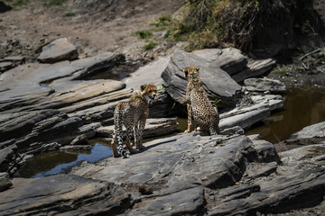 cheetah © Herbert