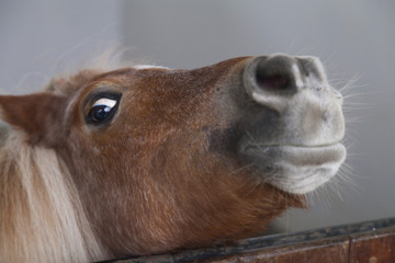 Little sad pony