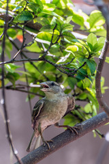 House Sparrow - Passer Domesticus of Sri Lanka resting in the shade of the garden tree to avoid the scorching heat.