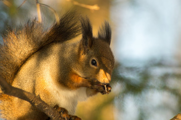 Écureuil qui mange 