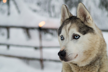 Husky en Laponie